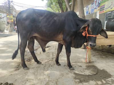 bachra for sale fresh 2 daant