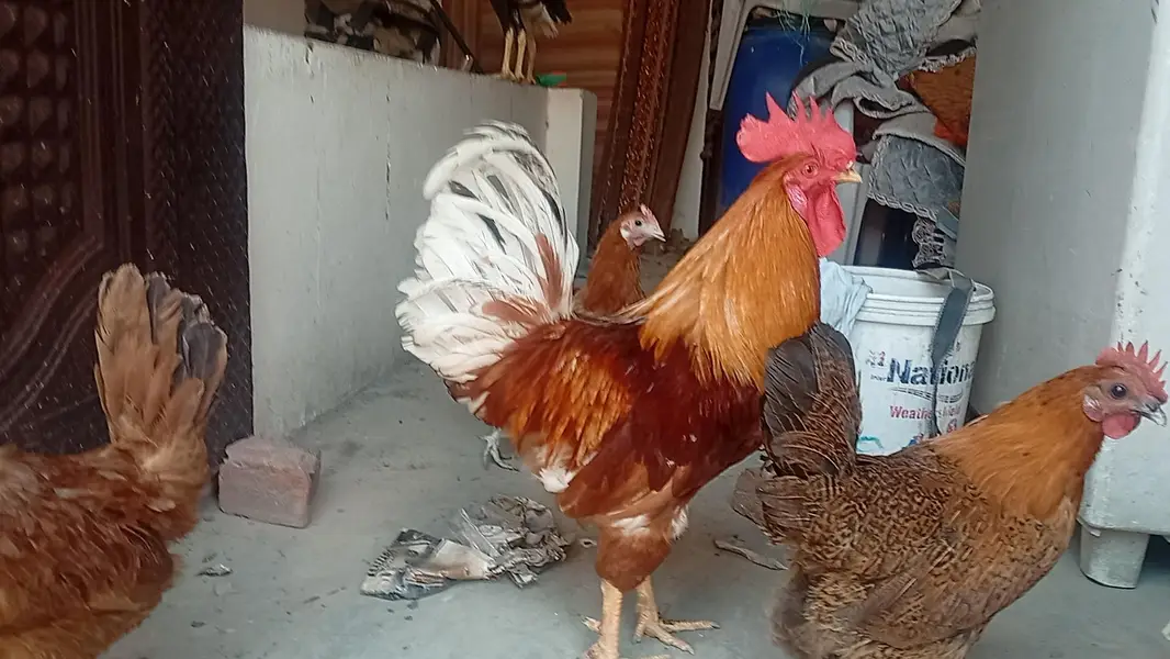 lohmnn brown pure male | breeder | ghar ka pala hua — photo 2