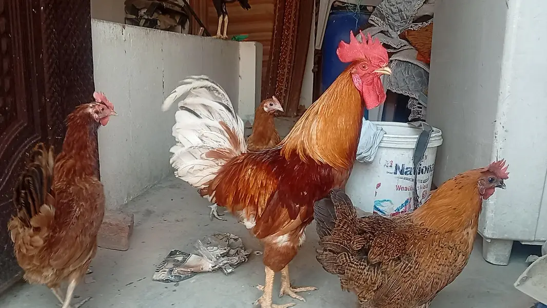 lohmnn brown pure male | breeder | ghar ka pala hua — photo 3
