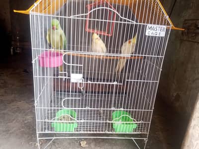 cocktail pair+Green Male Parrot