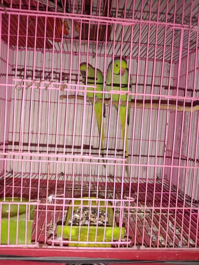 Katha Parrot Pairs