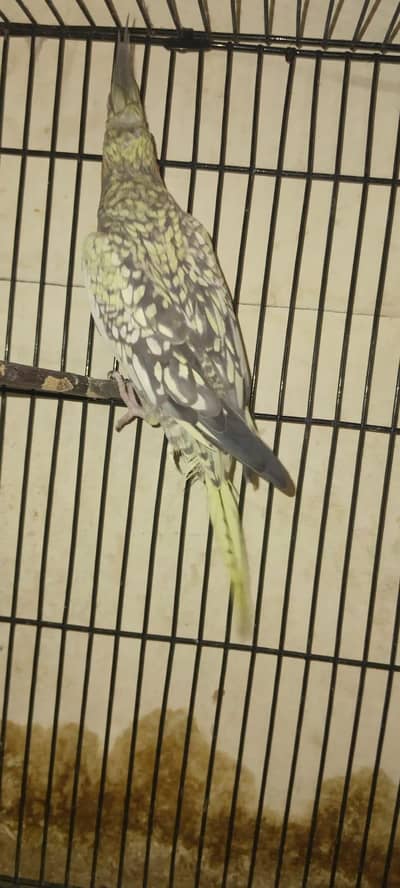 pair of pied and peal cockatiels price for both is 4500