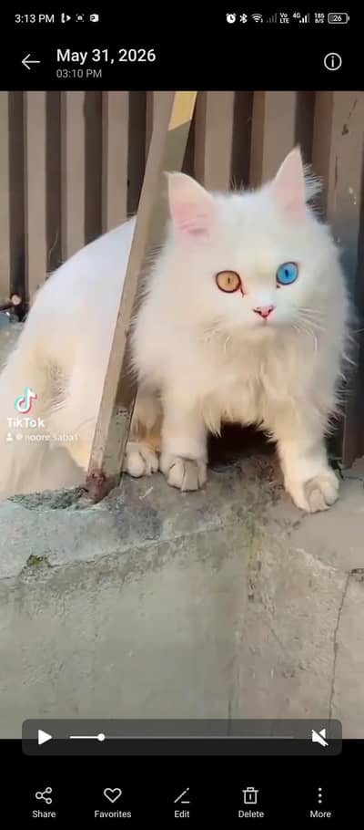 a good cat