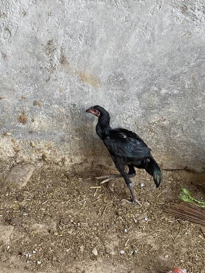 Aseel hen