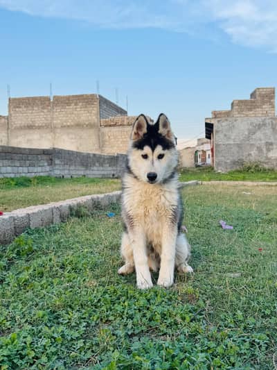 Siberian husky for sale woolly coat and fully active pup