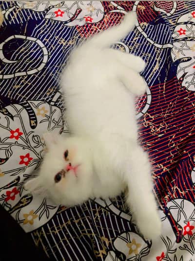 Persian kitten | Triple coated | semi punch