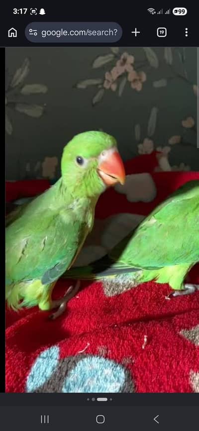 baby parrot