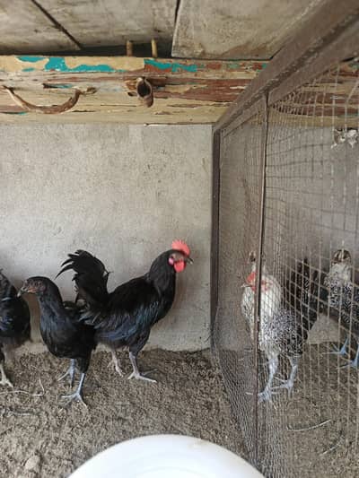 4 Month age Ready to egg laying hens WhatsApp pr video mil jye gi