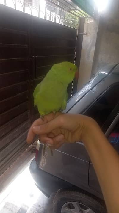 green ring neck parrot