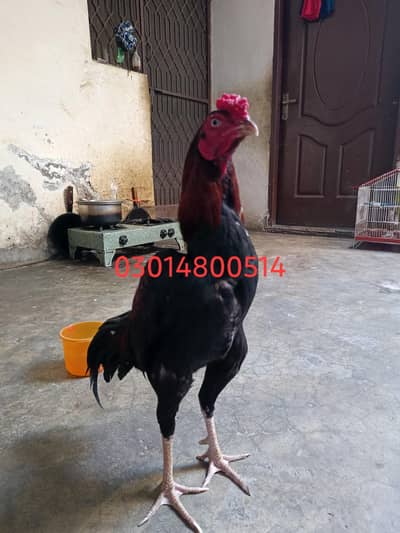 Pure Mianwali Aseel Murgh