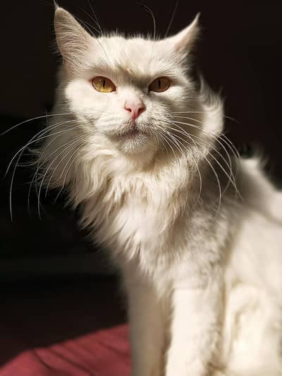 Cute Healthy Cat for Sale