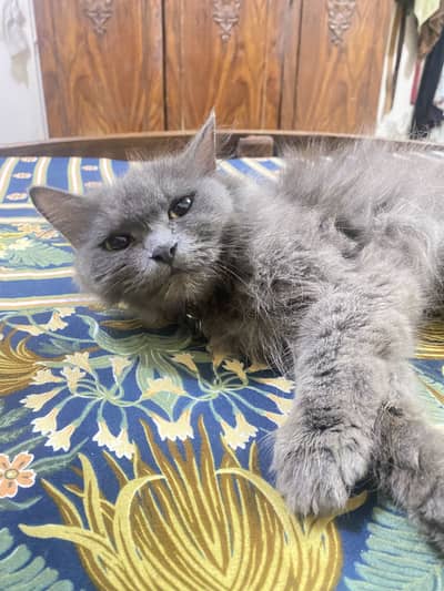 Persian cat