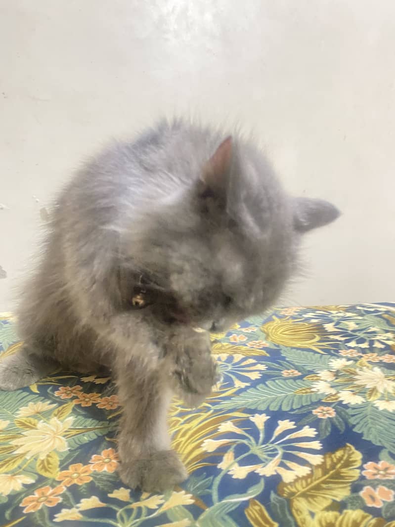 Persian cat 1