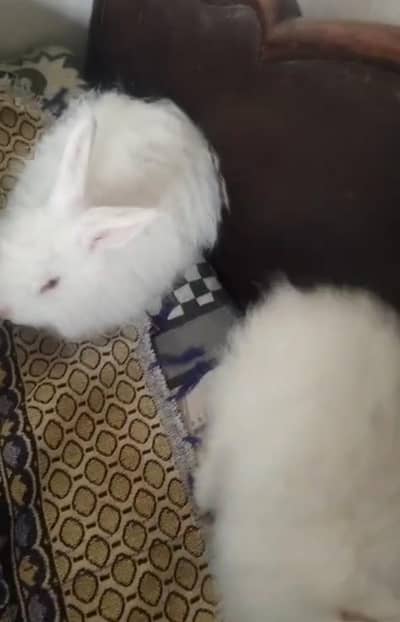 fancy rabbit Angora colour white eyes red long hair