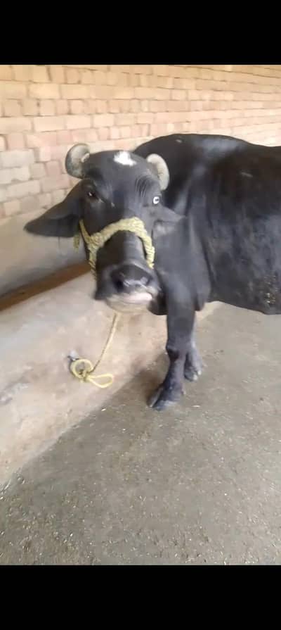 Buffalo for sale