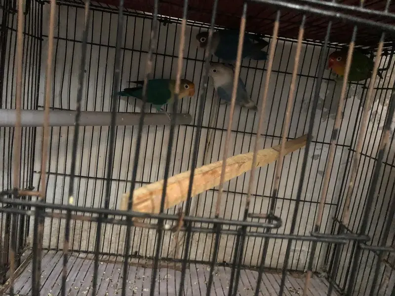 Love Birds — photo 2
