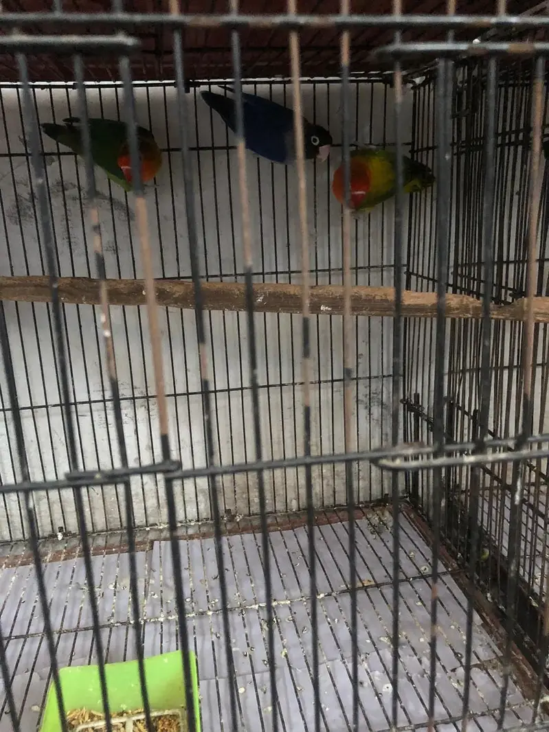 Love Birds — photo 3