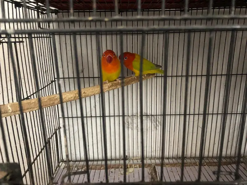 Love Birds — photo 5
