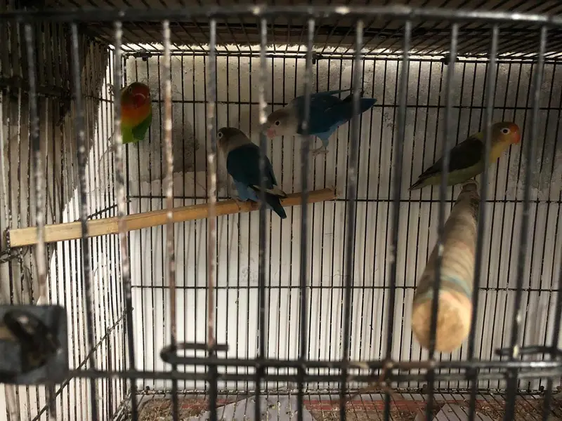 Love Birds — photo 6