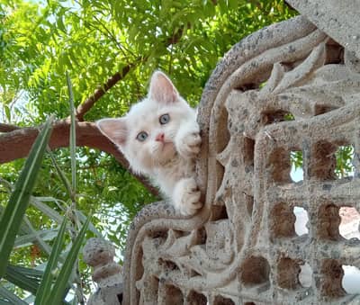 Persian Cat | Kitten | Persian Kitten | Triple Coated  | Cats For Sale