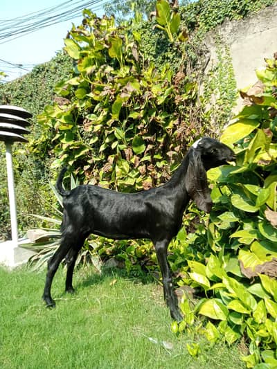 beetalbakri|desi bakri| amazing quality| pure beetal bakri