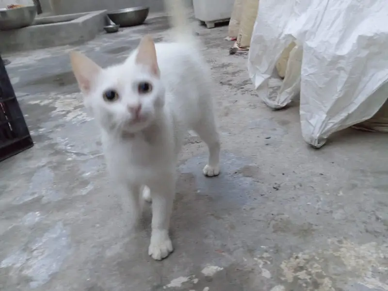 Seemi Cat 9 month age Male White — photo 2