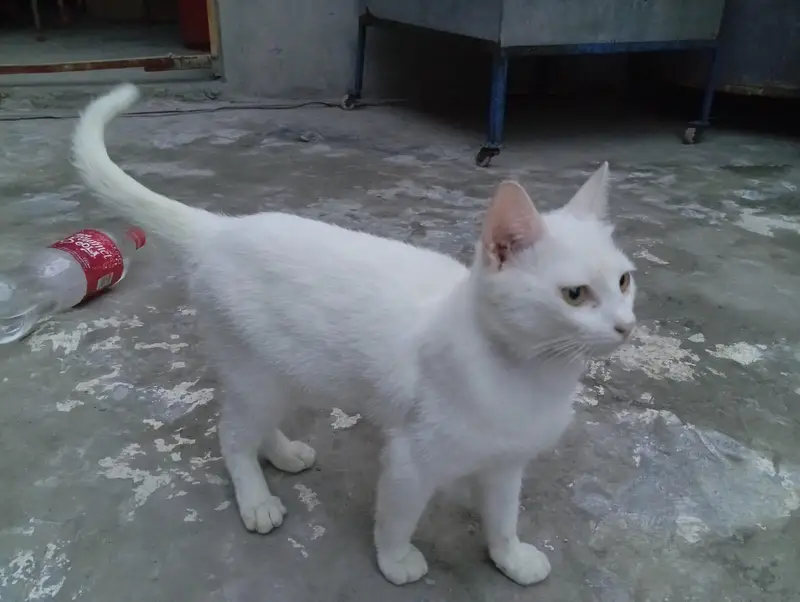 Seemi Cat 9 month age Male White — photo 3