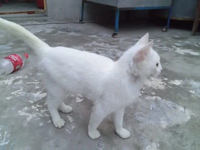 Seemi Cat 9 month age Male White — photo 4