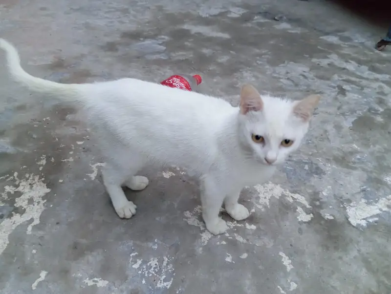 Seemi Cat 9 month age Male White — photo 5