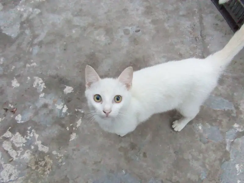 Seemi Cat 9 month age Male White — photo 6