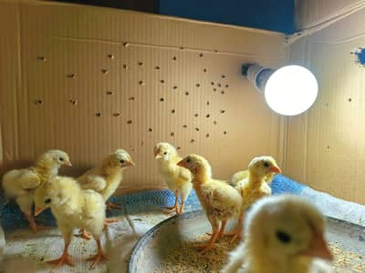 White oh shamo chicks