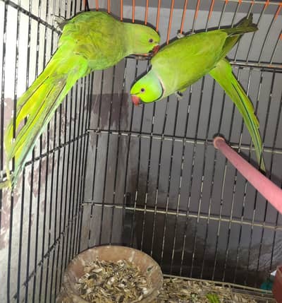 ringneck breeder pair