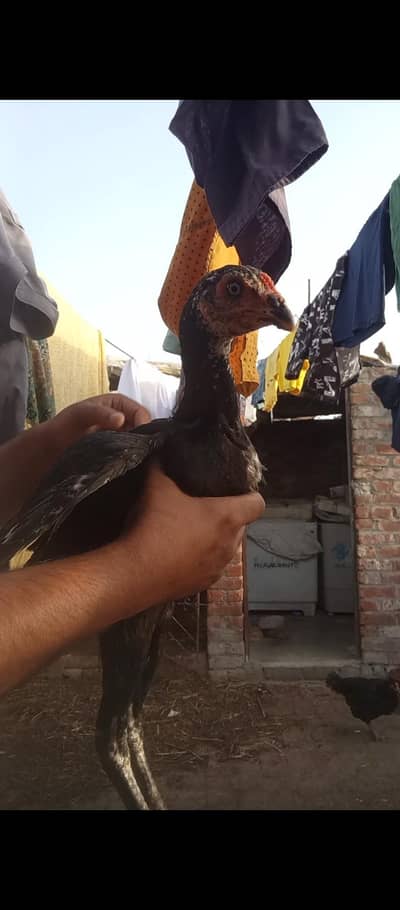 03706073028 Thai Pakoye Patha For Sale