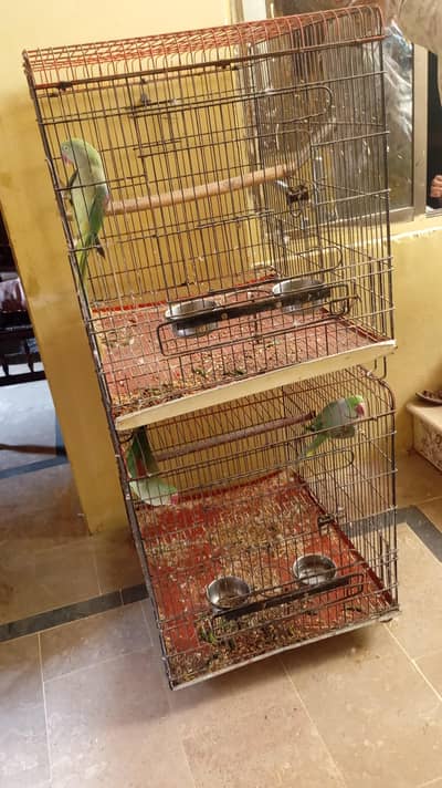 raw parrot breeder pair for sale ak Femal be h