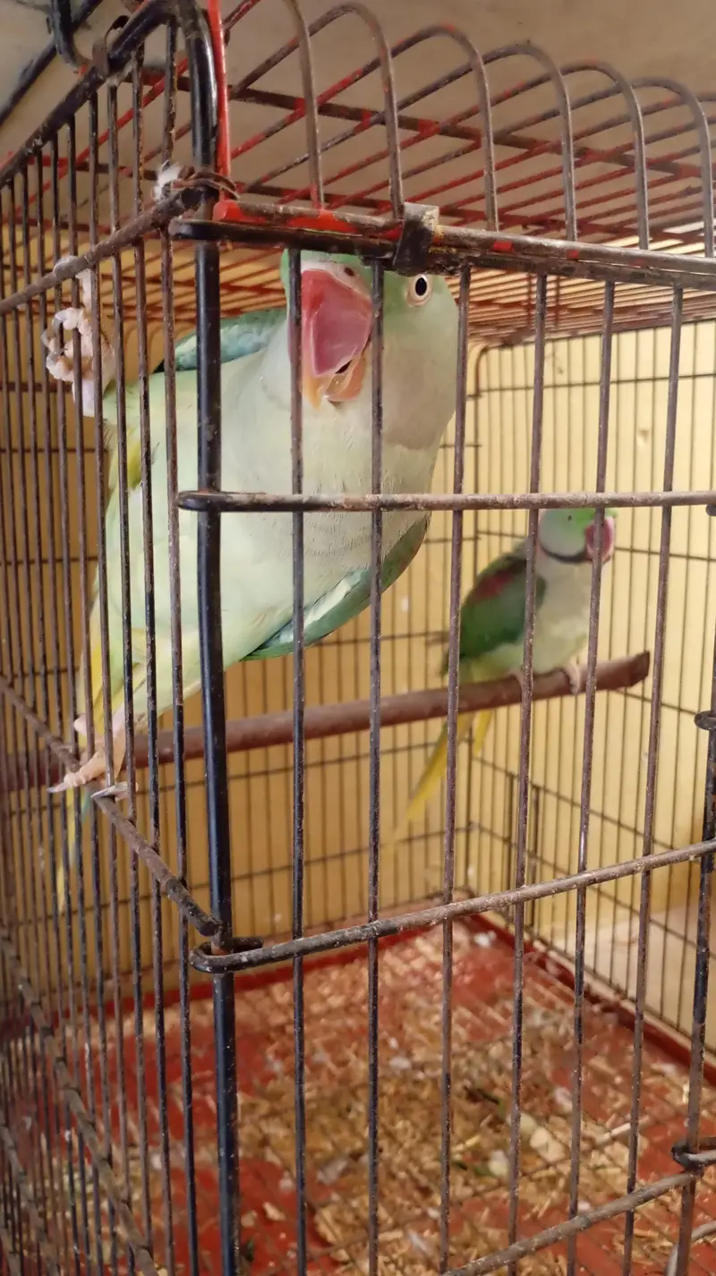 raw parrot breeder pair for sale ak Femal be h — photo 2