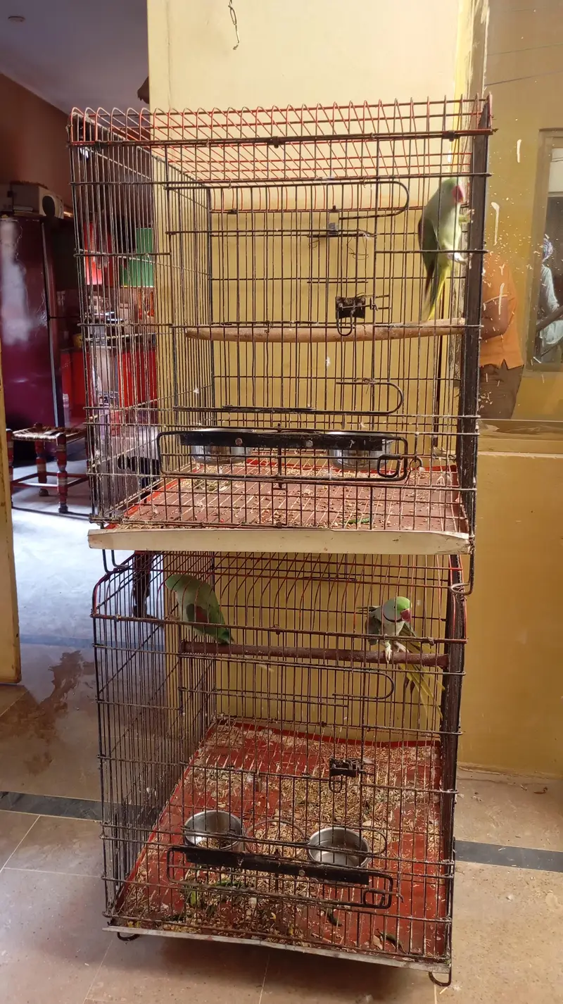 raw parrot breeder pair for sale ak Femal be h — photo 3