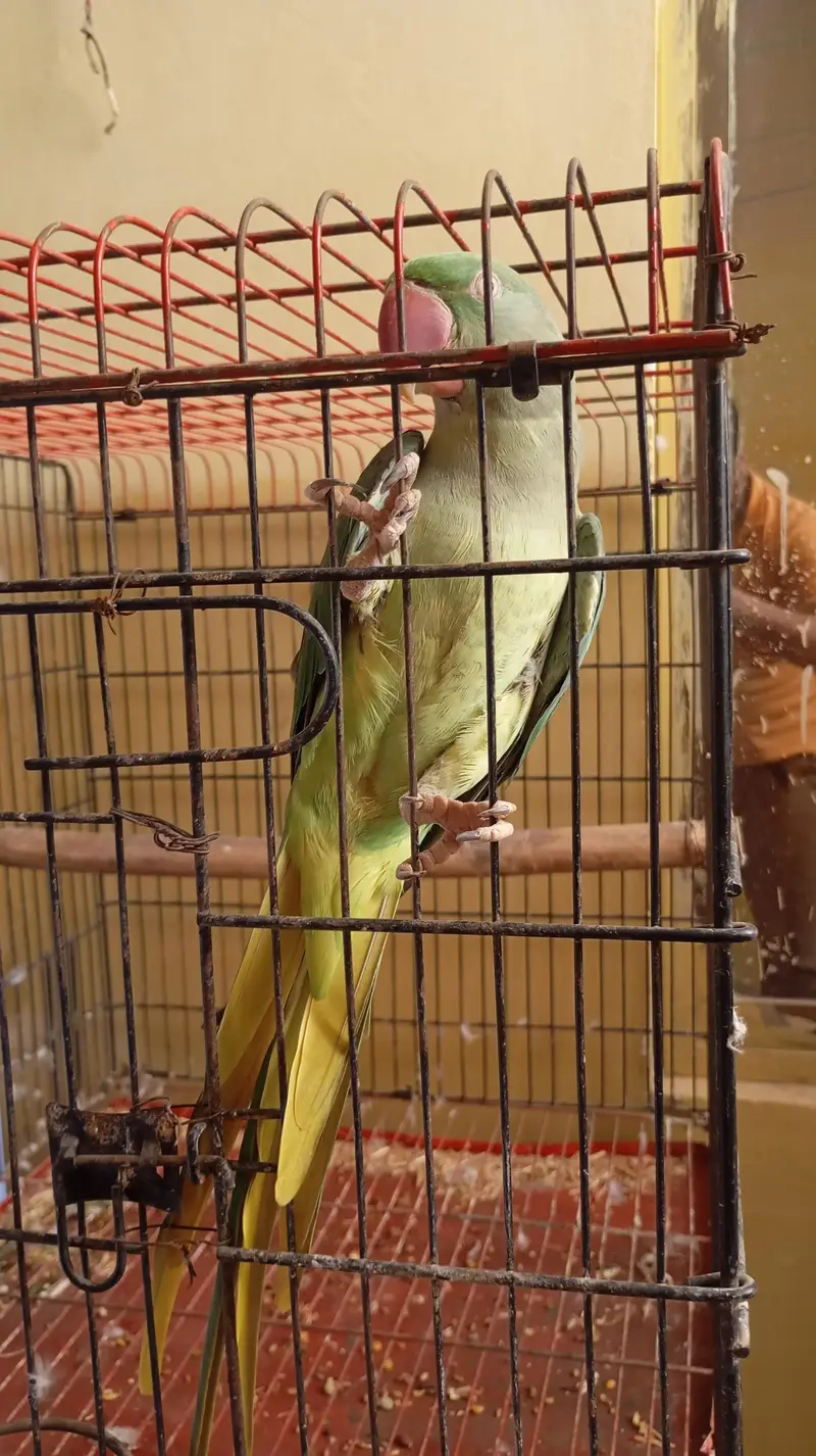 raw parrot breeder pair for sale ak Femal be h — photo 4