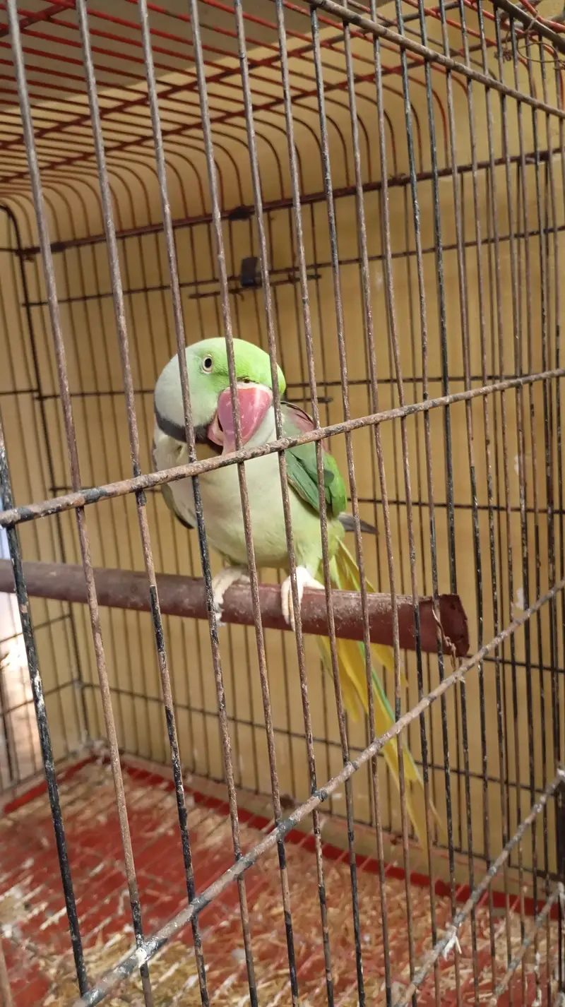 raw parrot breeder pair for sale ak Femal be h — photo 5