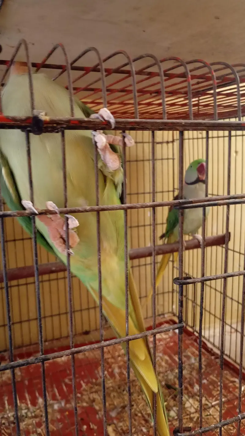 raw parrot breeder pair for sale ak Femal be h — photo 6