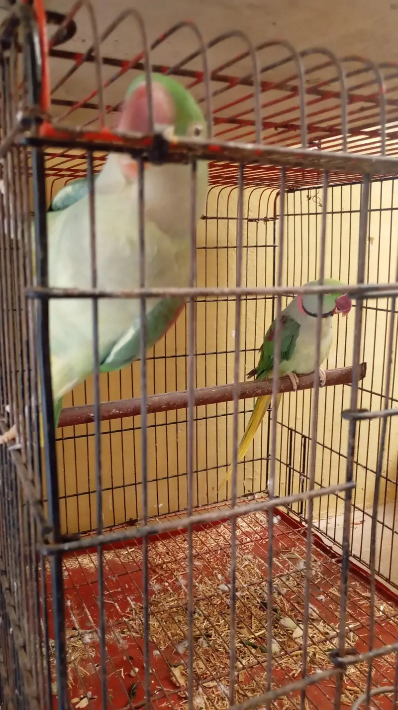 raw parrot breeder pair for sale ak Femal be h — photo 7