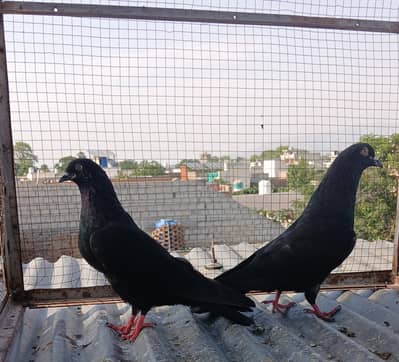 zakh /teedy ferozpuri  pairs available