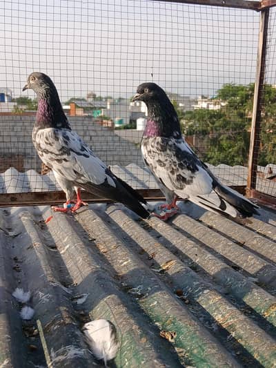 teedy ferozpuri   rampori pairs available