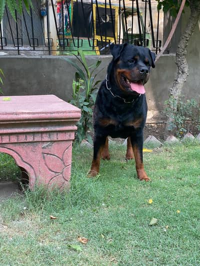 Roatweiler female