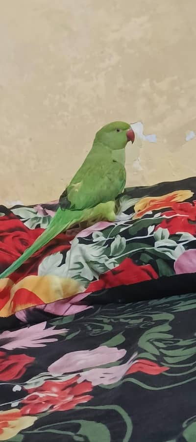 parrot for sale