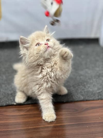 cash on delivery Persian Cats & Kittens Available — Healthy & Playful