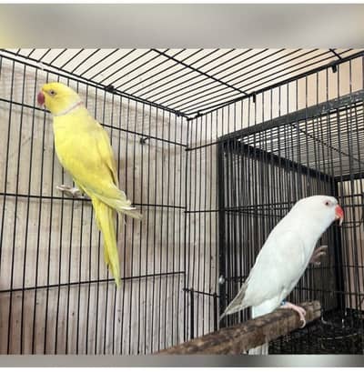 Yellow  x white pair for sale breeder pair