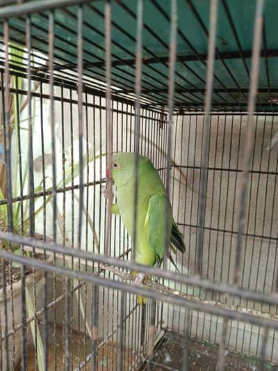 Breeder female for sale