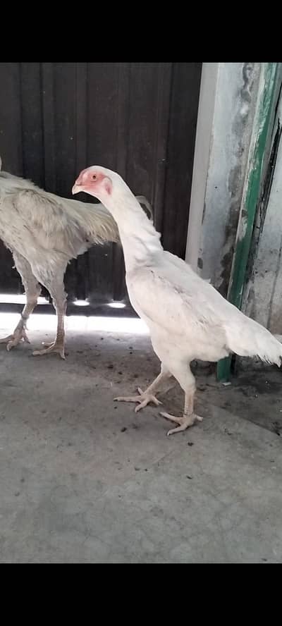 White| German| Shamo| Female| Available|