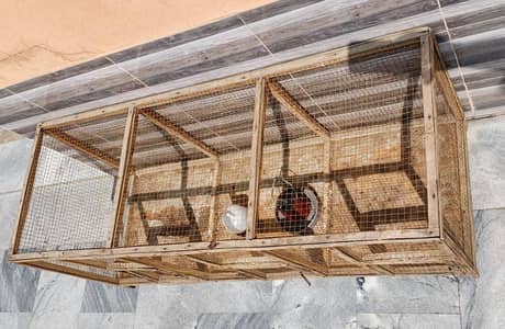 hen wooden cage with accessories