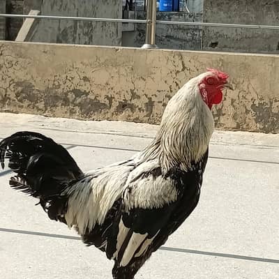 Aseel mianwali Cross hen for sale